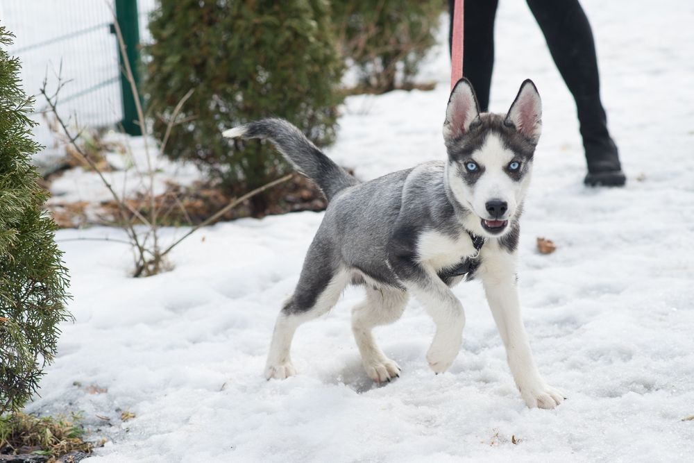 Шторм шукає родину