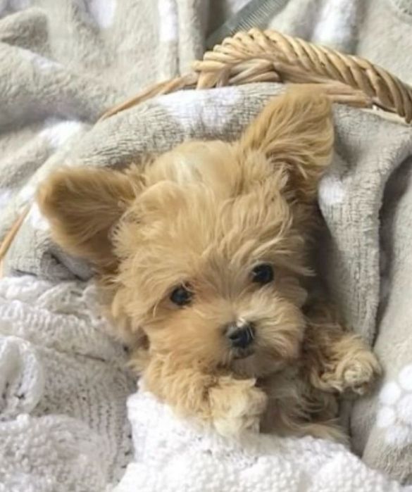 Мальтіпу як ідеальні собаки-компаньйони