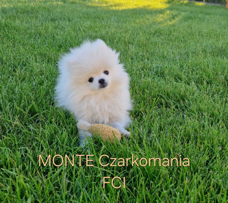 Szpic miniaturowy FCI samiec