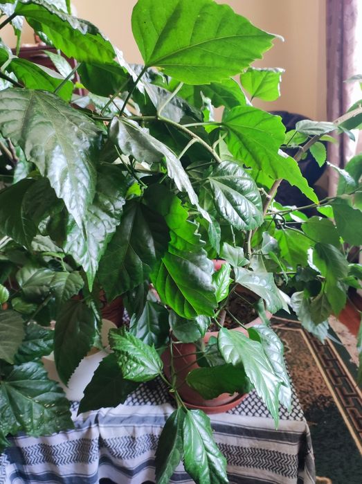 Гібіскус, китайська роза