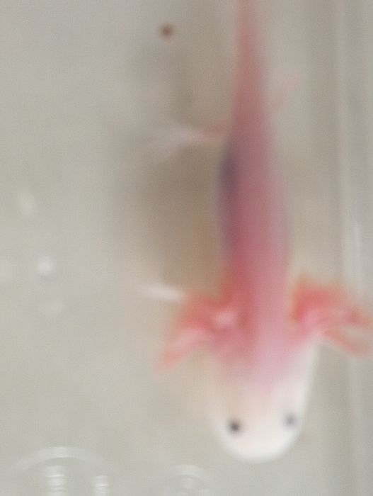Axolote leucistico - reservado