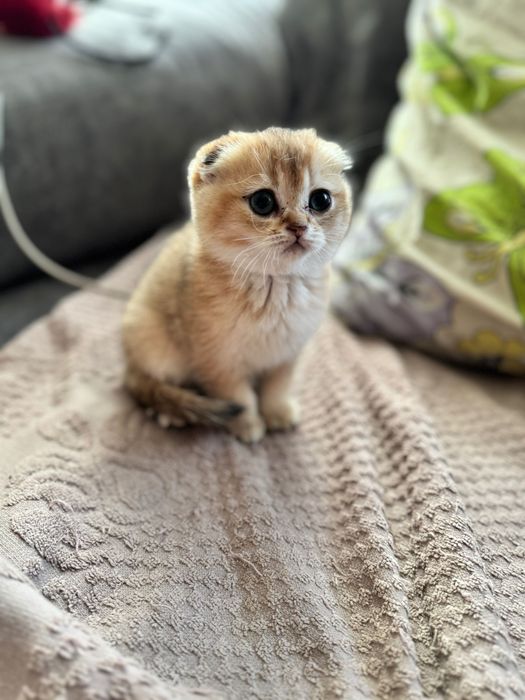 Кошенята золотої шиншили