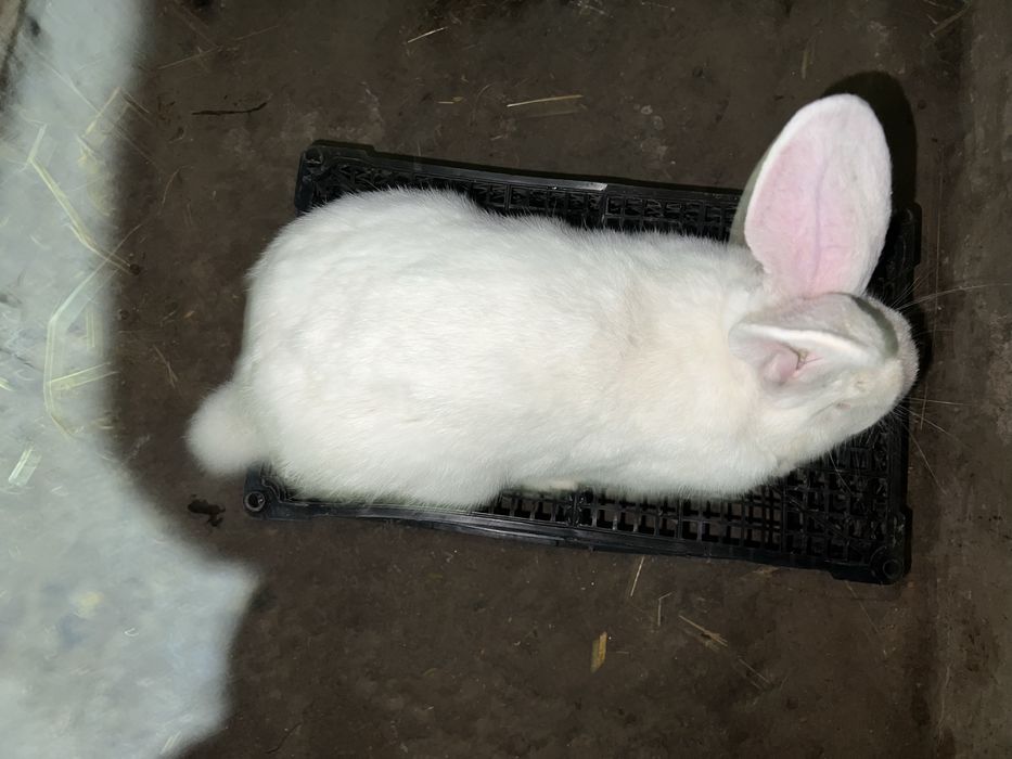 Продавм кроля на племя