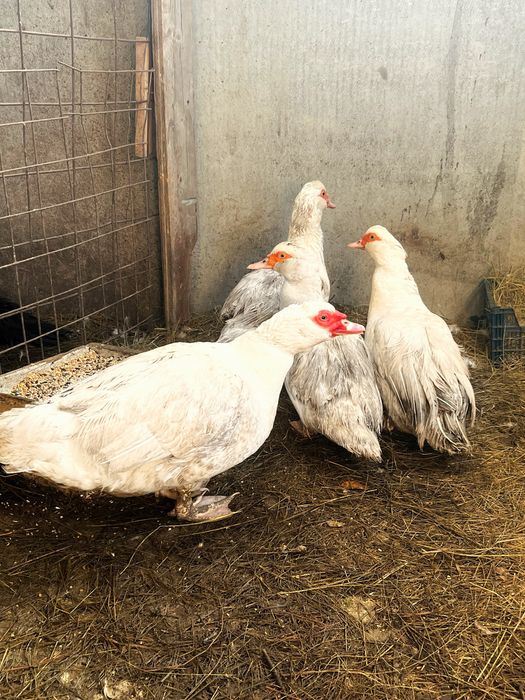 Инкубационное яйцо белой мускусной утки