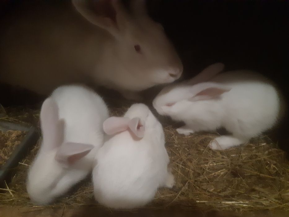 Termondzkie białe wysyłka