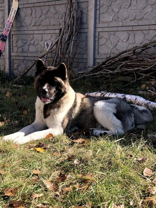 Щенки американской акиты