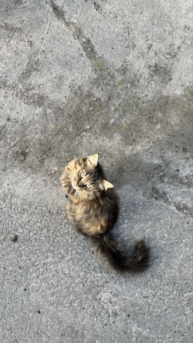 Котики у добрі руки