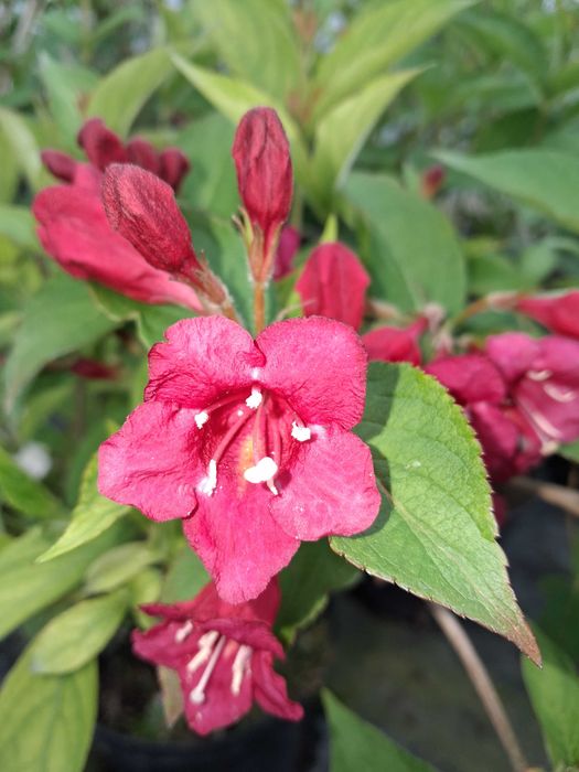 Krzewuszka cudowna Bristol Ruby Red Prince CZERWONA