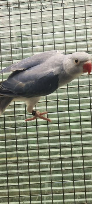 Ring necks de 2024 e 2025 várias mutações