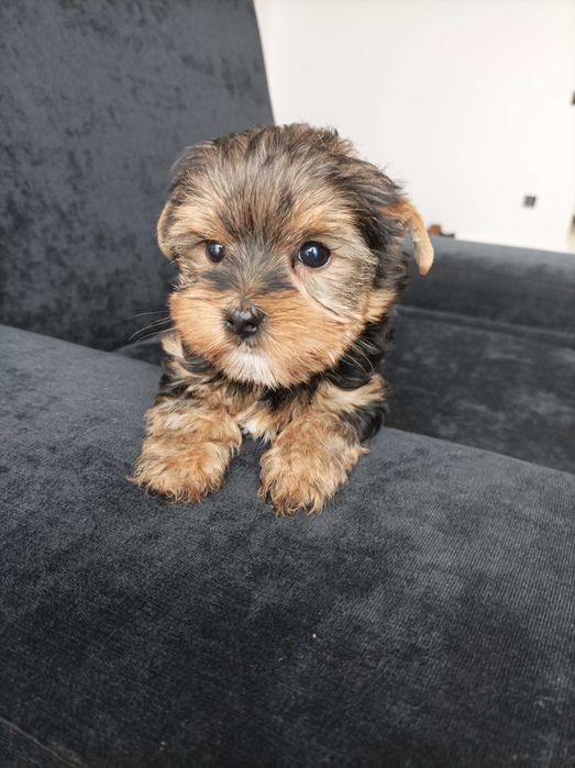 Sunia Yorkshire terrier