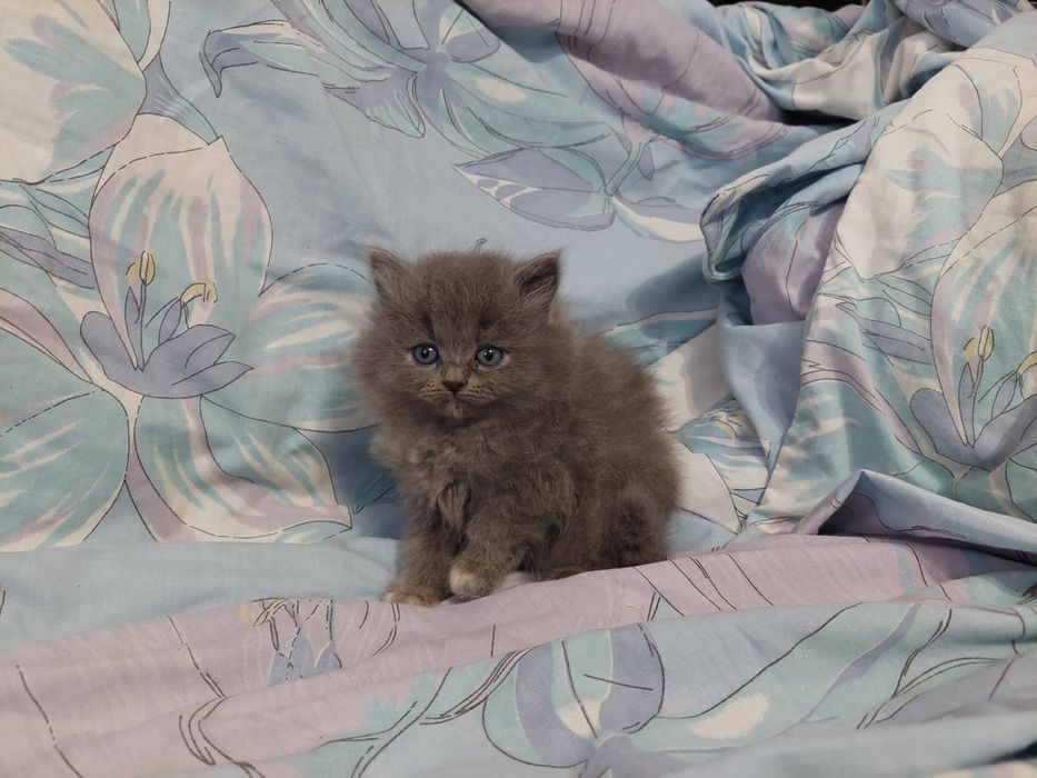 Шотландські кошенята  прямовухий котик
