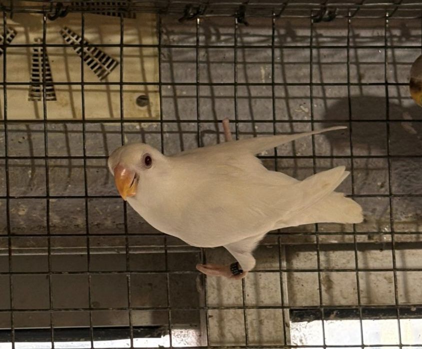 Agapornis Roseicollis 2025