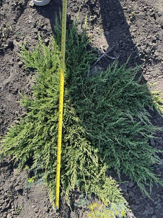 Лаванда та Лавандин