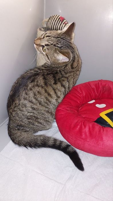 Котик в добрі ручки!