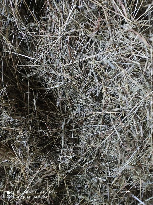 Sprzedam siano i zboże