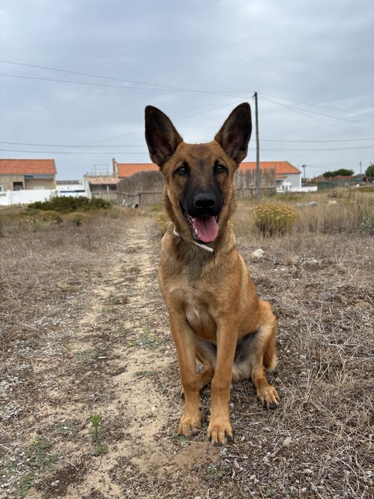 Para adoção responsável – jovem cão de tipo Pastor Belga
