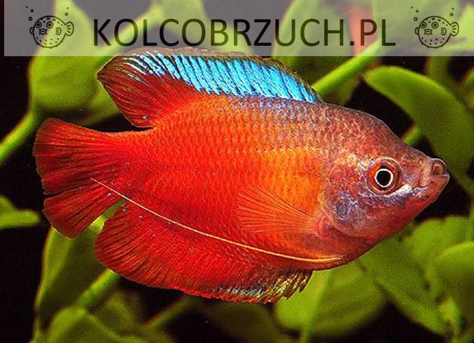 Prętnik karłowaty - czerwony "RED NEON" - SAMCE XL - Colisa lalius