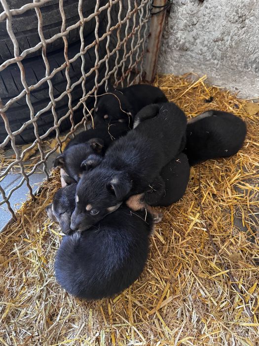 Віддам цуценят в добрі руки