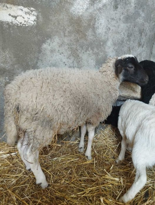 Dorper x Île-de-France