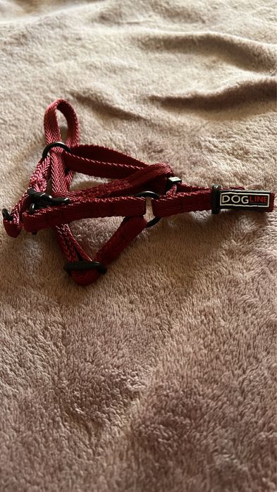 Ошейник для кота чи собаки