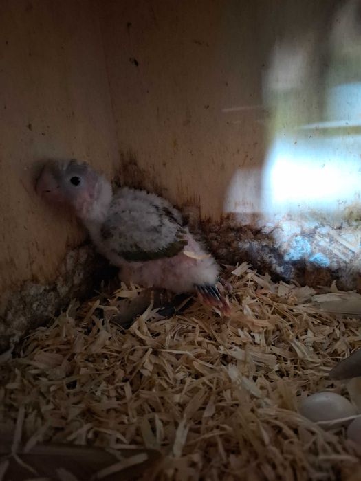 Pyrrhura molinae pineapple para criar a mao