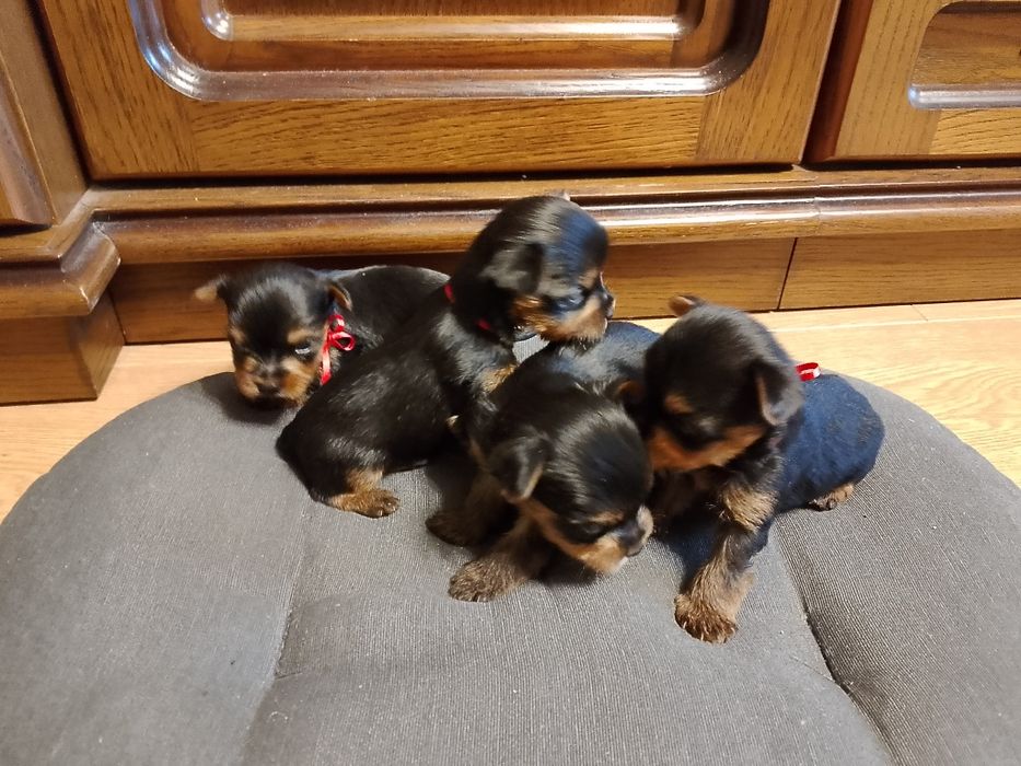 Цуценята йоркширського тер'єра 05.12.25р.