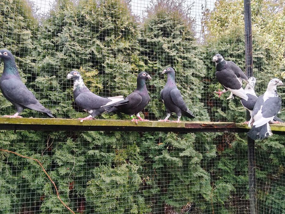 Sprzedam gołębie pocztowe staropolskie