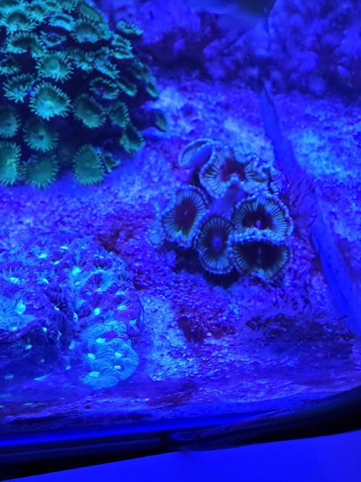 Akwarium morskie 60x60x50 + SUMP życie lub całość