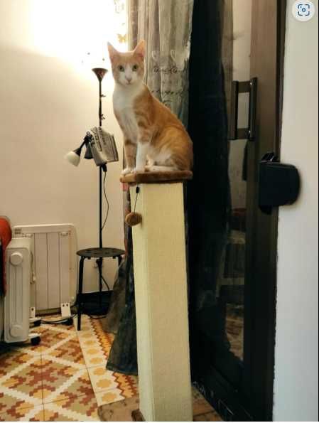 Poste arranhador para gato - 40 x 40 x 90 cm - NOVO - ENVIO GRÁTIS