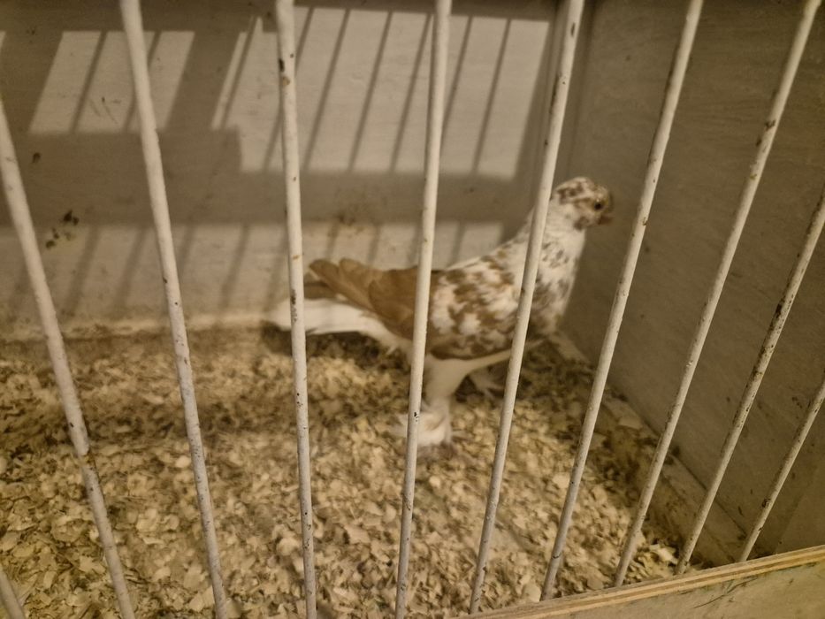 Berlin kapciaty żółty - samiec