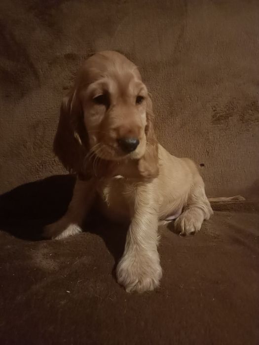 Piękna suczka Cocer spaniel angielski