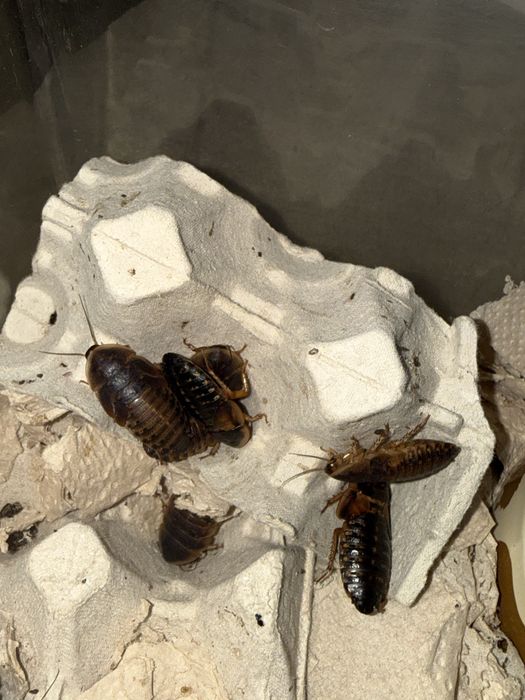 karaczan argentynski dubia dorosle 4-5 cm karmowka pudelko hydrozel