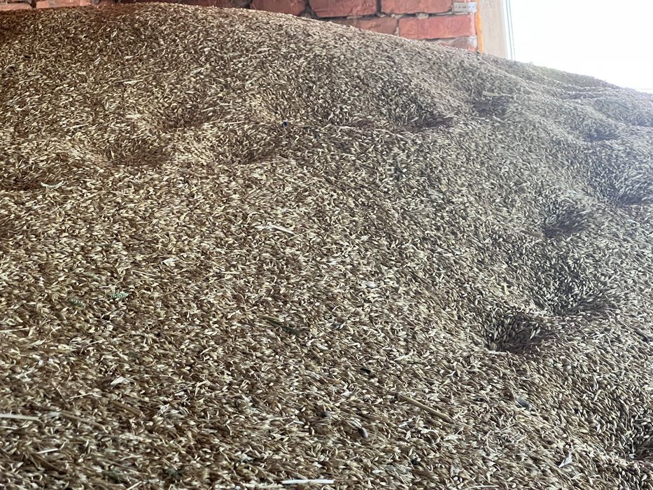 Продам ярий ячмінь 2025 року Вакула.Натура 645