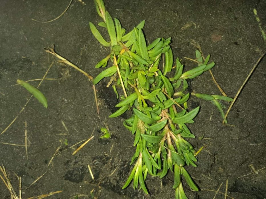 Делосперма очіток почвопокривний