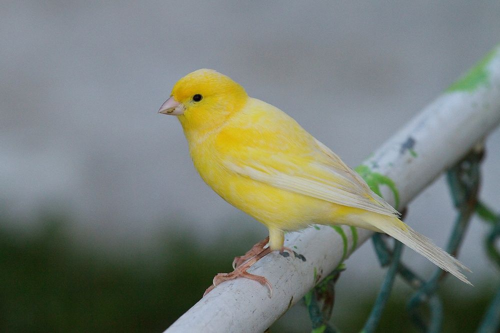 Canarios de varias cores amarelos, verdes, malhados