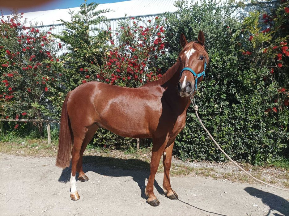 Cavalo cruzado luso-árabe