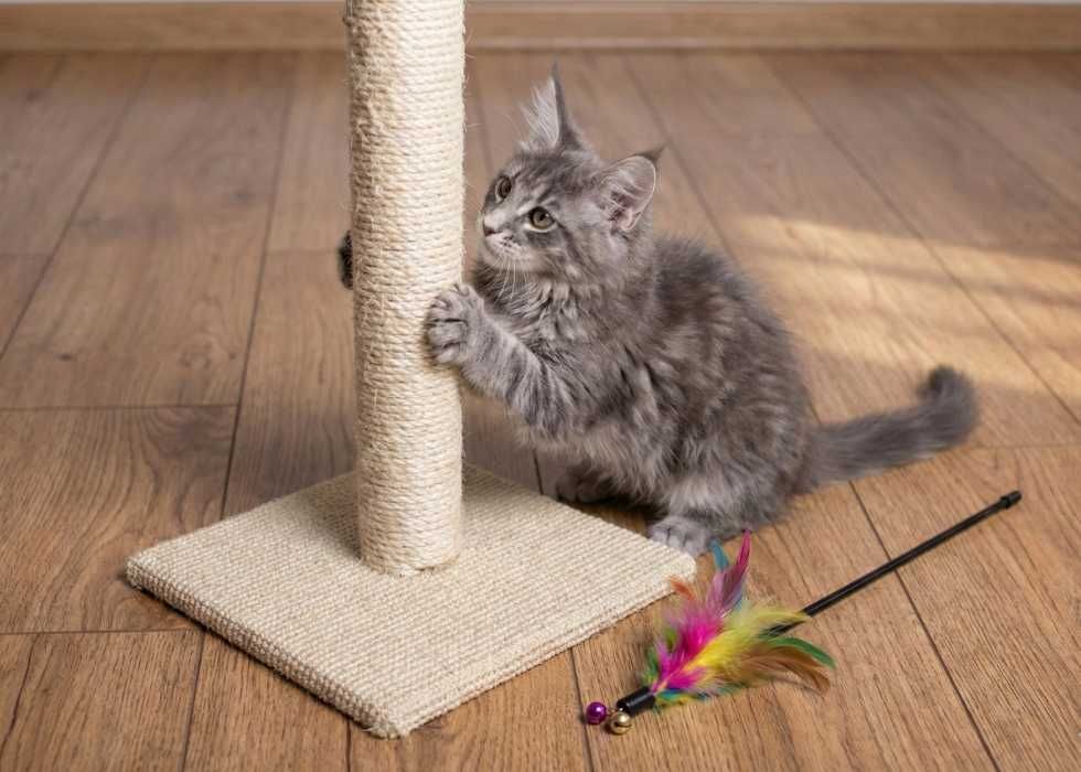 Продається ДІВЧИНКА породи Мейн-кун! З документами та вакцинами!