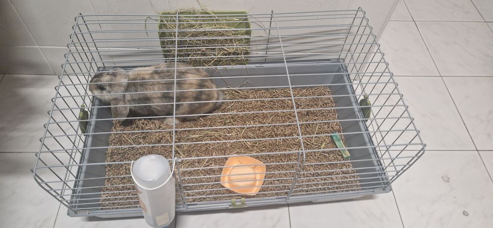 Vendo coelho orelhudo (8 meses)