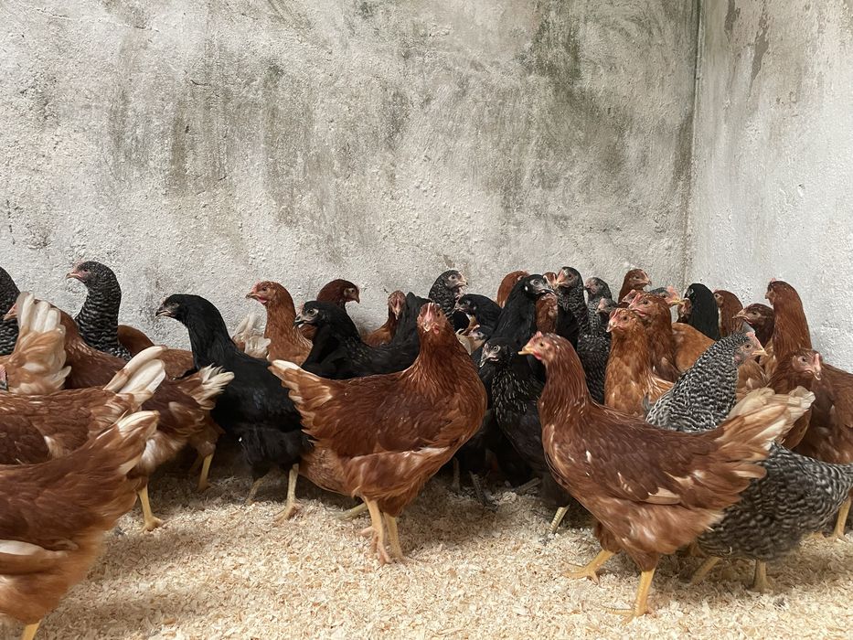 Galinhas poedeiras a iniciar postura 18 semanas