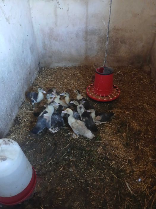 Ovos de pato mudo galados