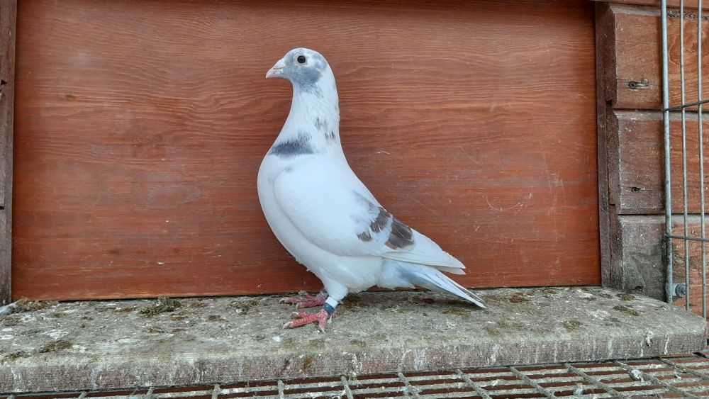 Ptaki pocztowe krase mozaik. 25r