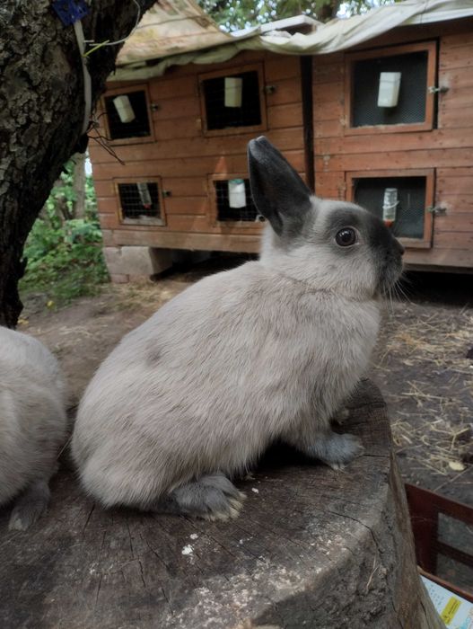 Króliki karzełki kuny niebieskie,miniaturki