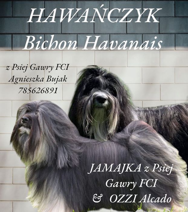 HAWAŃCZYK ZKwP szczeniaczek