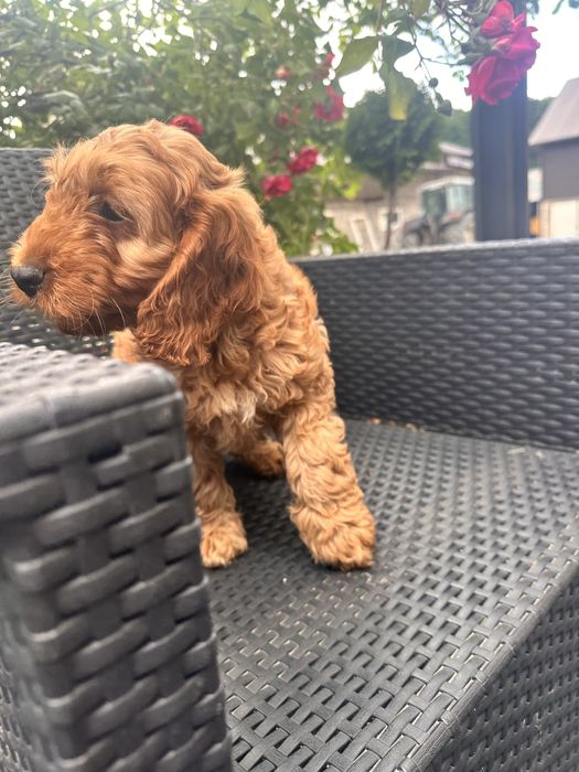 Pies Chłopak Cockapoo / Cocapoo - Cocker Spaniel + Pudel miniaturowy