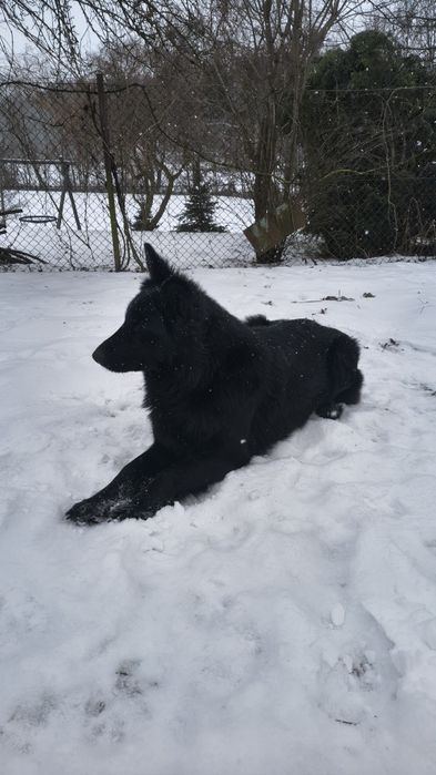 Owczarek Niemiecki Długowłosy Czarny