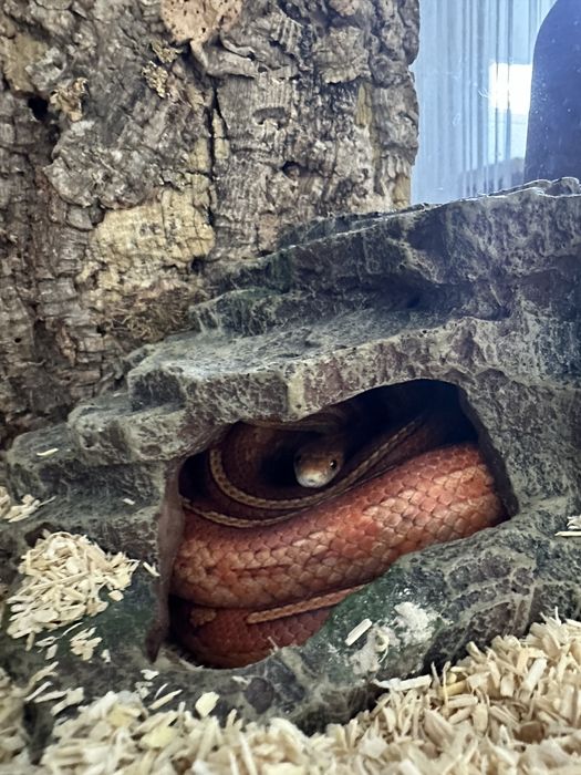 Wąż zbożowy + terrarium