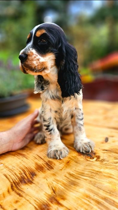 Cocker spaniel angielski, piesek tricolor, rodowód