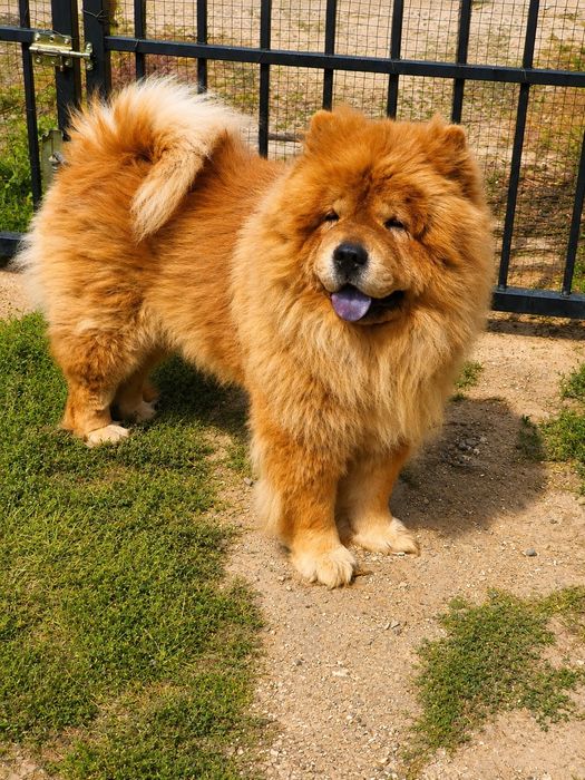 Chow chow szczeniak suczka