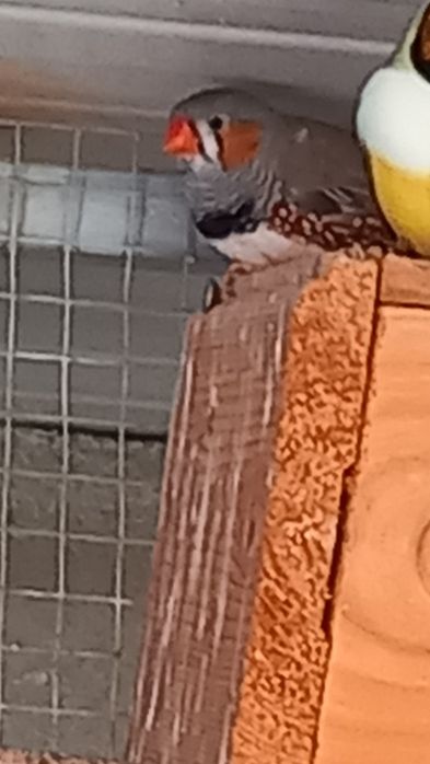 Vendo Mandarins machos