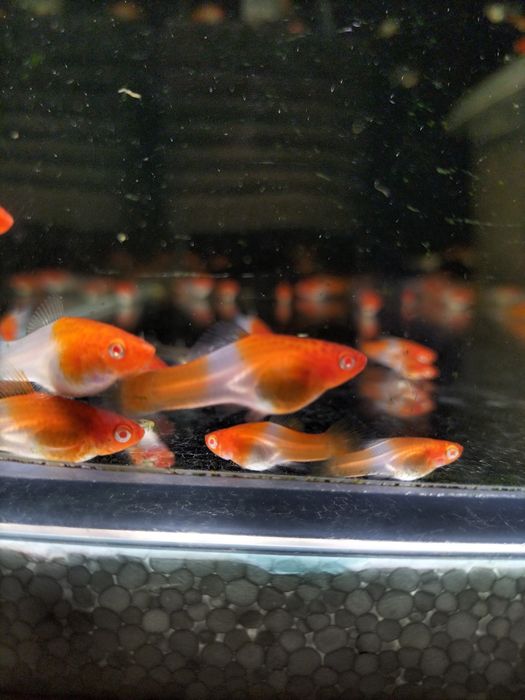 Mieczyk koi standard młode